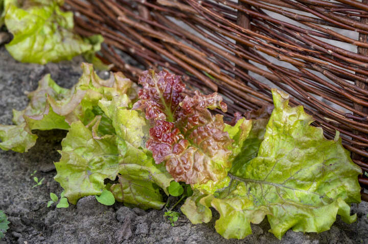 dobar Beeteinfassungen aus Weide